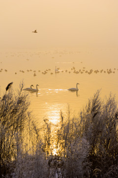 清晨湖面上的天鹅与芦苇