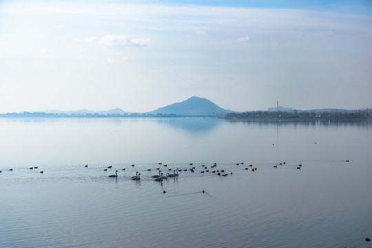 湖光山色与水鸟