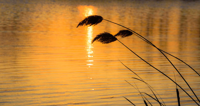 黄昏时河边的夕阳与芦苇