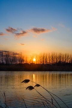 夕阳与芦苇