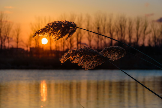 夕阳与芦苇