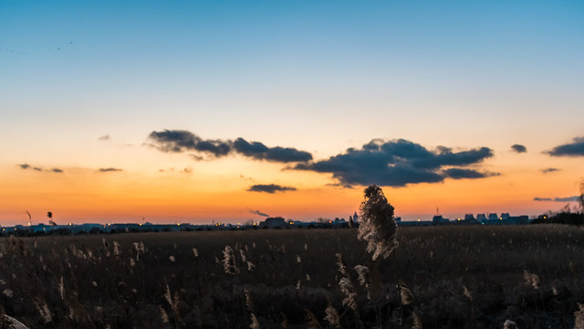 夕阳与芦苇