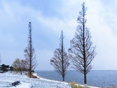雪后湖边的水杉树