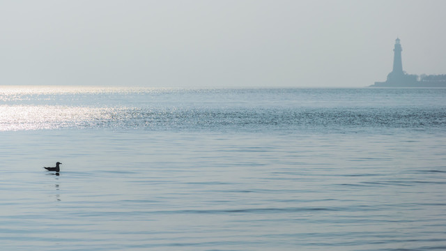 海鸥与灯塔