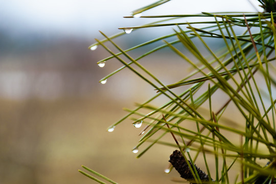 松针上的雨滴