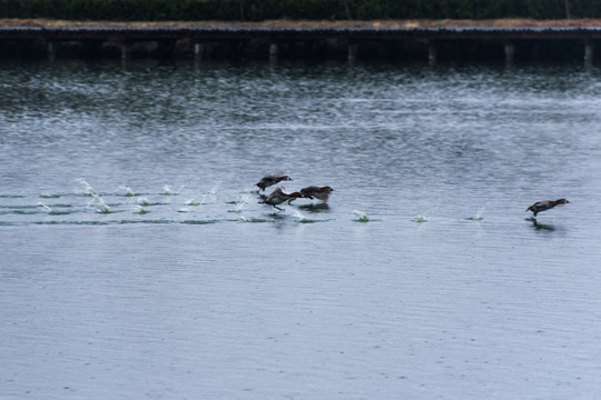 水面上起飞的野鸭