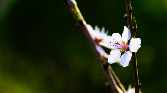 一朵花