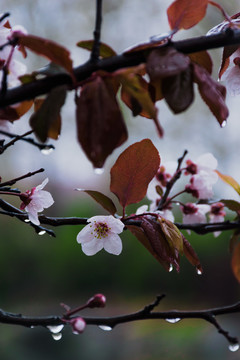 雨中的李花