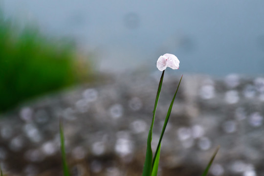 叶尖上的花瓣