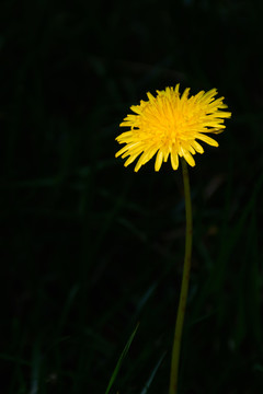 一枝野菊花