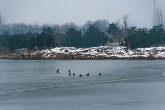 冰冻河面上的七只野鸭