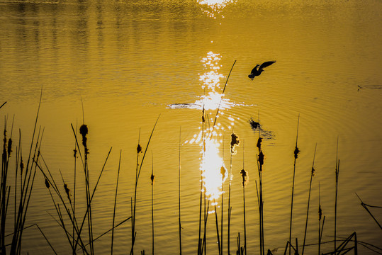 夕阳与河面上的飞鸟