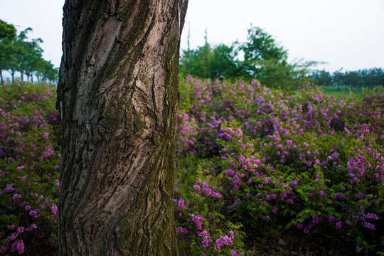 树干与紫色花丛