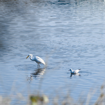 湿地中的水鸟