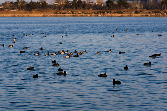 蓝色的湖面和一群水鸟