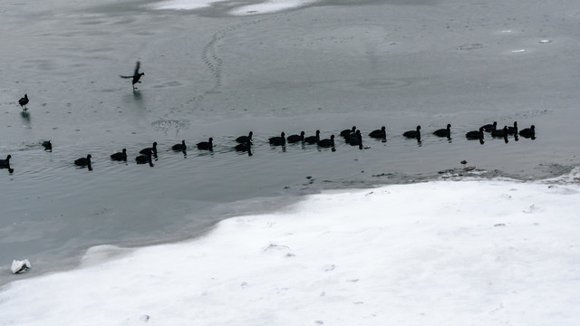结冰的湖面和一排黑色水鸟