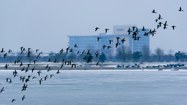 结冰的湖面上的一群野鸭
