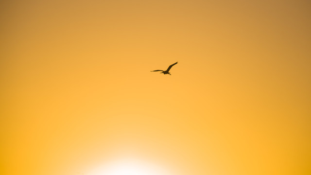 夕阳时分的飞鸟剪影