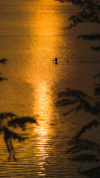 夕阳时的水面与天空