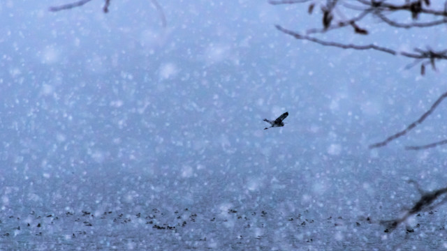 飞雪与飞鸟