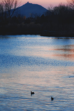 日落后河中的两只水鸟