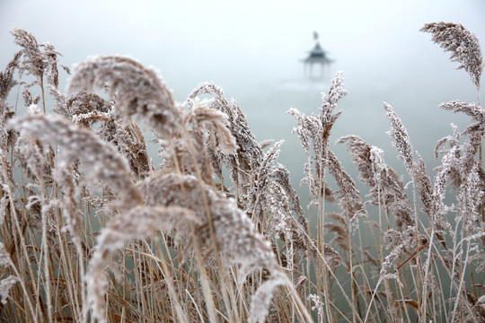 雪景芦苇