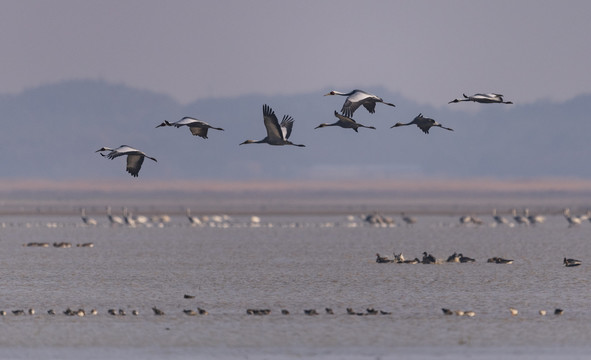 鄱阳湖沙湖山白枕鹤飞翔