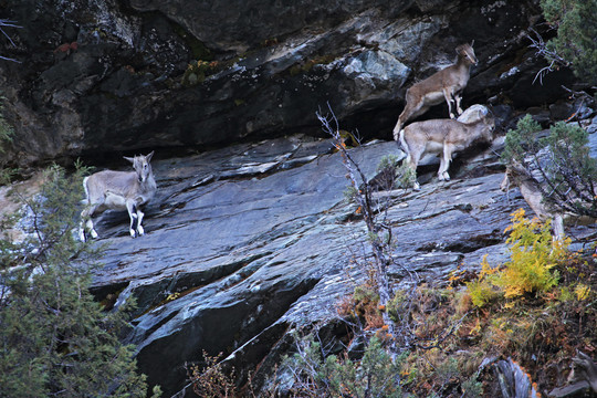 亚丁国家级自然保护区野生羚羊