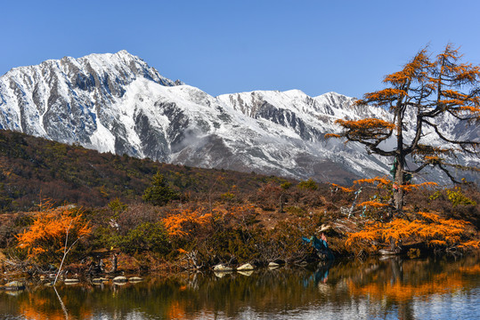 雪山圣湖红松