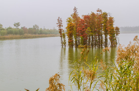 湖中水杉树