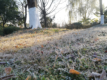 打霜的草地