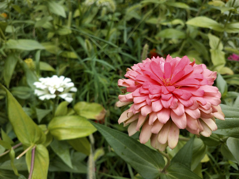 唯美百日菊高清特写