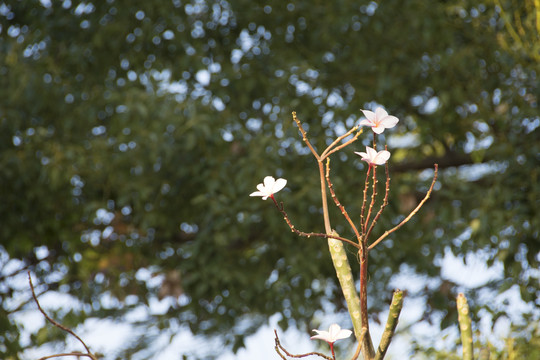 粉色鸡蛋花