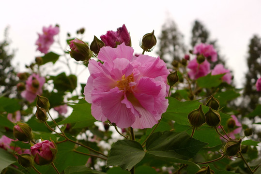 盛开的芙蓉