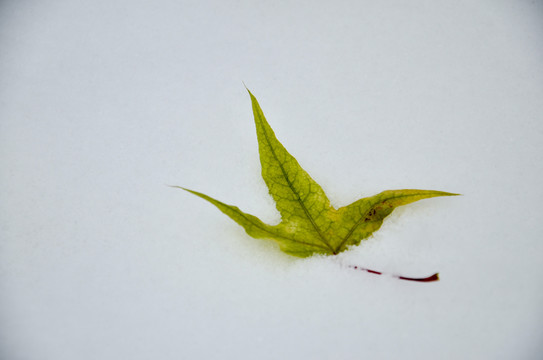 雪地里的一片树叶