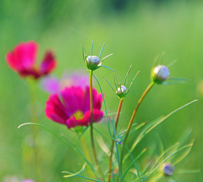 格桑花