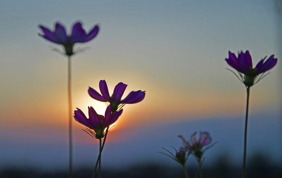 格桑花