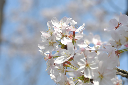 樱花盛开