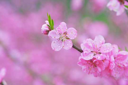 桃花盛开