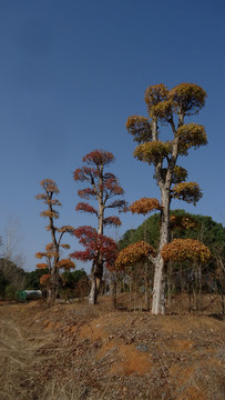 对节白蜡