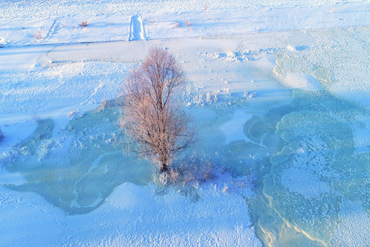 冰河树木晨光