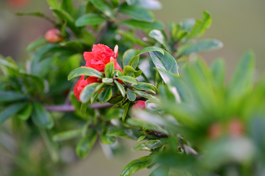 石榴花