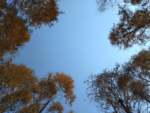 晴朗天空水杉林