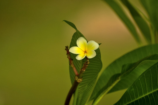 鸡蛋花