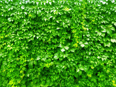 绿植装饰墙
