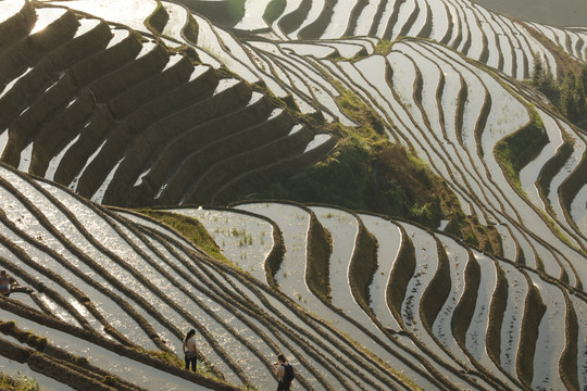 龙脊梯田