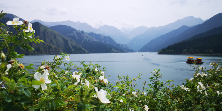 新疆天山天池画舫野花美景