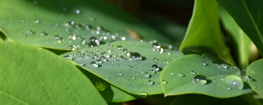 露水