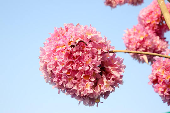 紫花风铃木