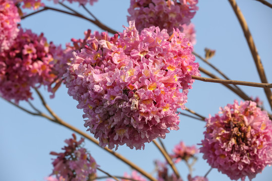 紫花风铃木